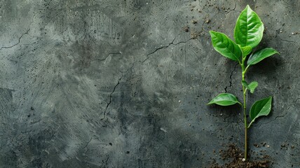 Green plant sprouting through crack in dark textured surface - obrazy, fototapety, plakaty