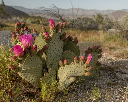 Beavertail Cactus (Opuntia basilaris) photo in the desert: a striking large flat plant with vibrant pink flowers, complementing the arid desert landscape and creating impressive contrast and beauty.