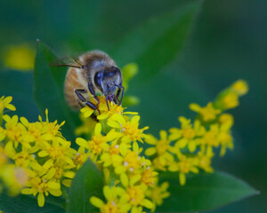 Bee on a cluster of small yellow flowers