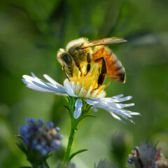 Honeybee pollinating a daisy