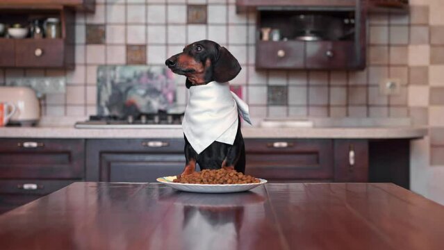 Adorable dachshund dressed in bib stands at table waiting for dinner in kitchen. Owner serves table with plate full of food for lovely pet