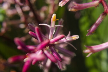 Obraz premium Magenta Majesty: Macro Close-Up of Botanical Beauty