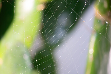 spider web with dew drops