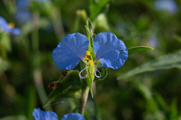 blue flowers in the garden