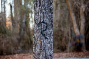 Black question mark spray painted on the bark of a tree. Who? What? When? Where? Why?  So many...