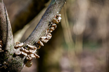 Crimped Gills fungi (Plicatura crispa) growing on the bark of a dead tree