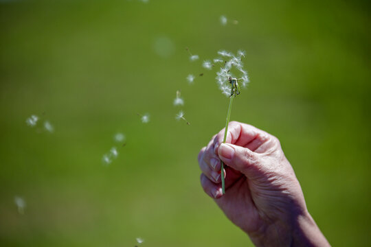 Woman hand holding dandelion stem with seedlings blowing off into the wilderness to start life anew