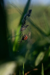 spider on the web