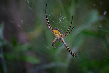 tigger spider on a web