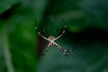 spider on the web