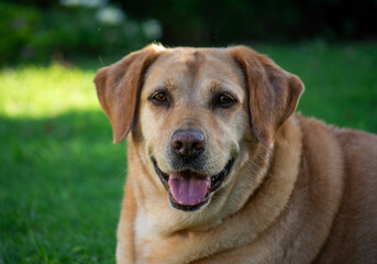 portrait of a labrador retriever