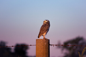 owl in the sunset
