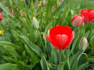 Blossom red tulips in the garden