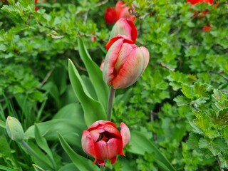 Red tulips in the garden