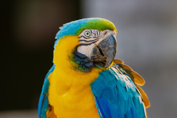 blue and yellow macaw