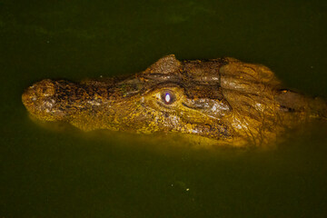 alligator in the Pantanal