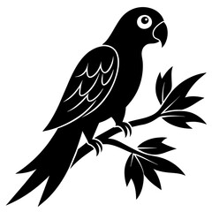 black and white bird
