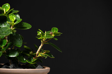 春の観葉植物　パンダガジュマル