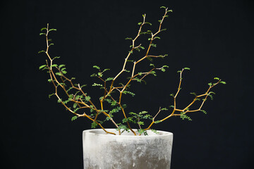 春の観葉植物　ソフォラ