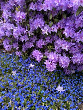 Purple rhododendron flowers growing next to blue creeping gromwell flowers in a garden.