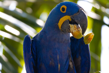 blue and gold macaw