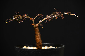 春の塊根植物　オペルクリカリア パキプス