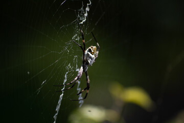 spider on web
