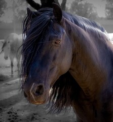 Majestic Black Horse Serene Equine Portrait in Natural Habitat