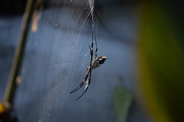 spider on a web