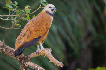 Black-collared Hawk