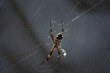 spider on web