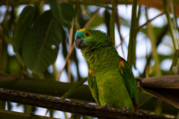 green winged macaw