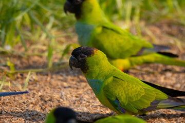 Nanday Parakeet in the Pantanal, Brazil