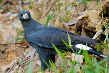 Great Black-Hawk