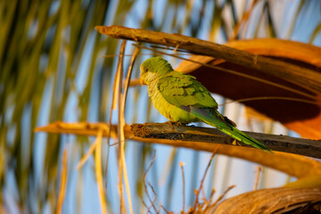 The monk parakeet in the Pantanal, Brazil
