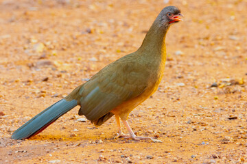 Chaco Chachalaca