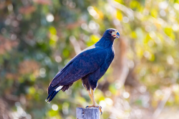 Great Black-Hawk