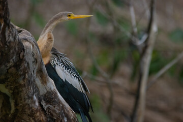 Anhinga