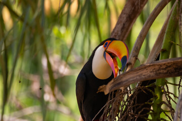 Obraz premium toucan in the jungle