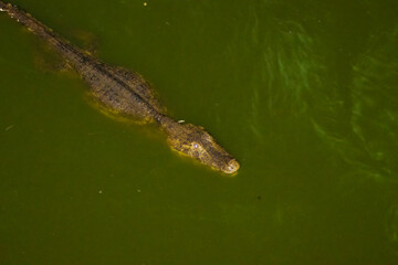 alligator in the water