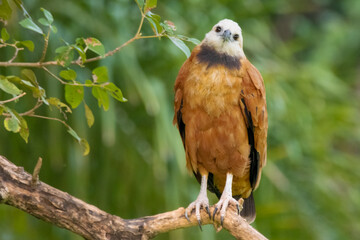 Black-collared Hawk