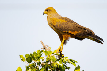 Savanna Hawk