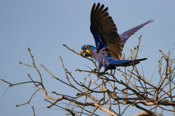  blue and gold macaw