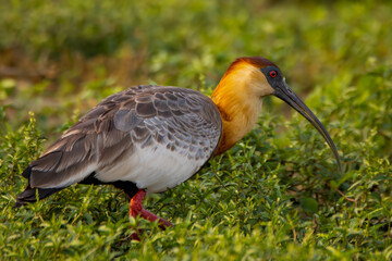 Buff-necked ibis, Pantanal, Brazil