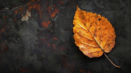 Leaf on black surface with rust