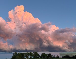 Flock of birds flying in front of towering cumulus clouds at sunset. 