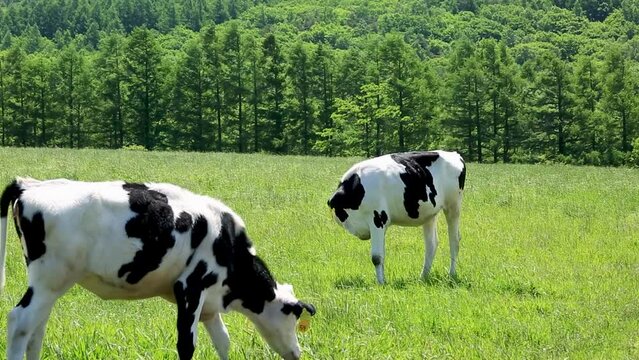 初夏の風渡る草原で草を食む牛2