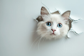 A perforated white wall, the hole on the wall, a Ragdoll cat in the hole looking out, surreal style. Generative AI