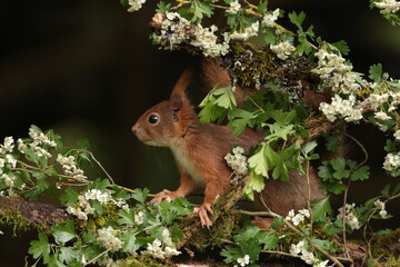 Red squirrel.