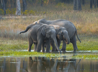 Familia de elefantes © Fabian Vargas